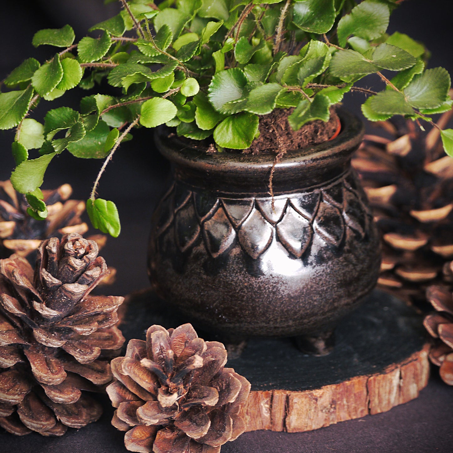 Mini Black Dragon Scale Trinket Pot